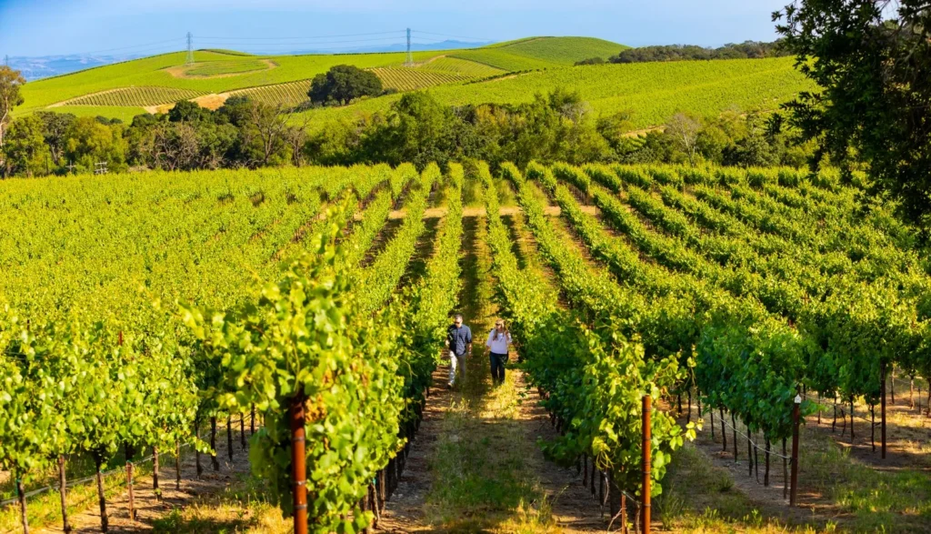 How Mumm Napa Is Addressing Sustainabilty & Responsibility