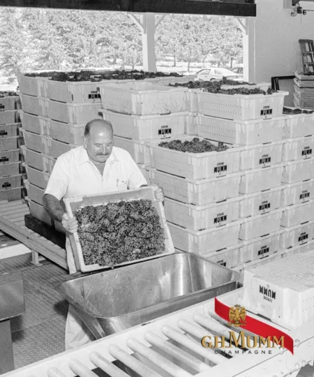 Founding President and Winemaker of Mumm Napa, Guy Devaux preparing freshly harvested grapes for production