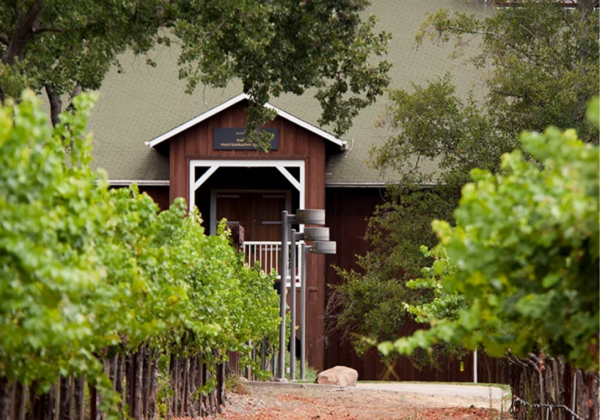 A row of vines in a vineyard with winery buildings in the background